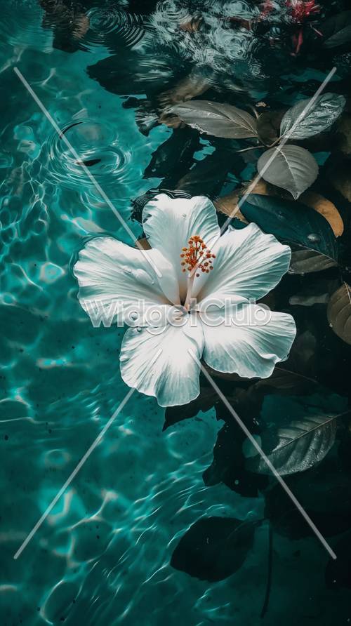 Beautiful White Flower Floating on Blue Water
