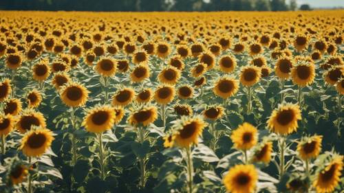 A sunflower field under the bright sun, the petals forming an encouraging quote about constant learning.