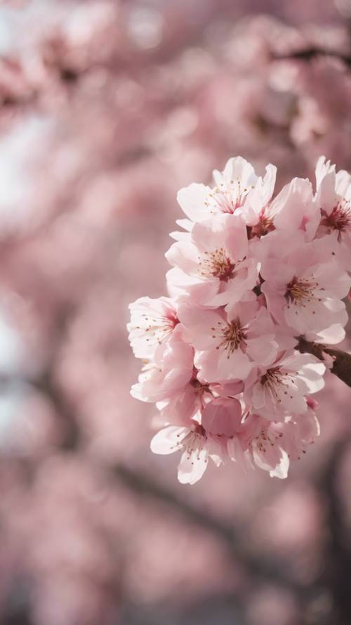 Pohon sakura yang mekar penuh melambangkan estetika merah muda lembut.