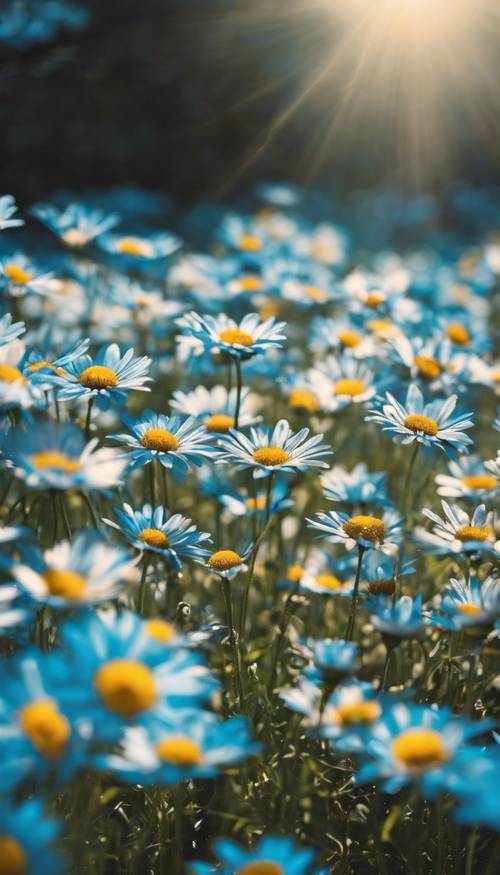 Ein Feld voller blauer Gänseblümchen, die in der hellen Sommersonne glitzern.