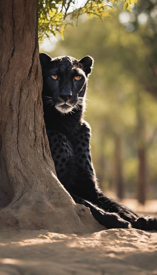 Adegan tenang seekor cheetah hitam yang sedang tidur siang di bawah bayangan pohon di sore yang panas