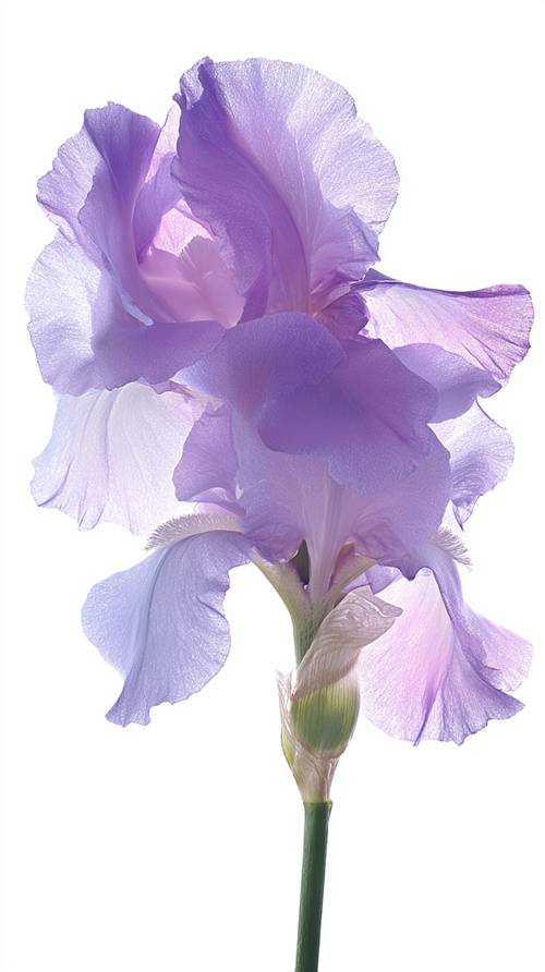 Purple Iris Flower in Full Bloom