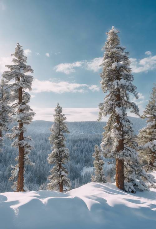 在令人驚嘆的白雪覆蓋的懸崖上，松樹上掛滿了新雪，背景是蔚藍的天空。