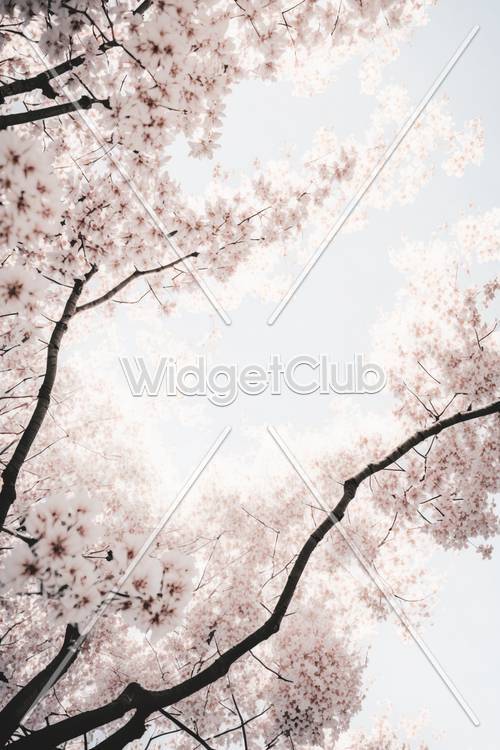 Cherry Blossoms in Bloom Sky View