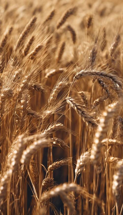 Endless rolling hills of golden wheat under a clear blue sky. Wallpaper [a08a6070cdf44adb97b3]