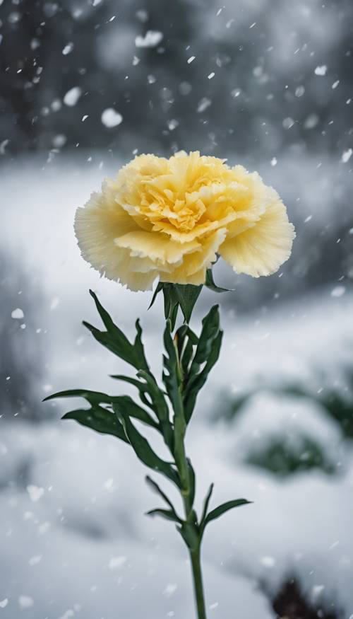 Одинокий желтый цветок гвоздики в стиле опрятный с длинными хрустящими зелеными листьями, запечатленный на снежном фоне для контраста.