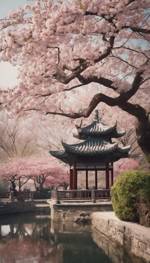 Cherry blossom trees in full bloom in a serene Chinese garden.