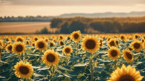 Un campo di girasoli dorati sotto un cielo azzurro e limpido, una citazione incoraggiante scritta tra le curve dei girasoli.