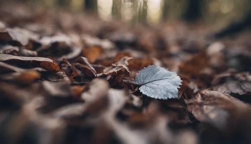 Una foglia grigia sul suolo della foresta, dimora di una piccola coccinella.
