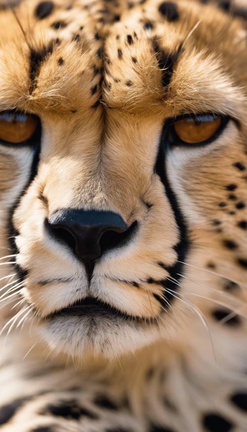 Eine Nahaufnahme des exotisch gefleckten Fells eines Geparden, die den Kontrast zwischen goldenem Fell und schwarzen Flecken unter der Mittagssonne zeigt.