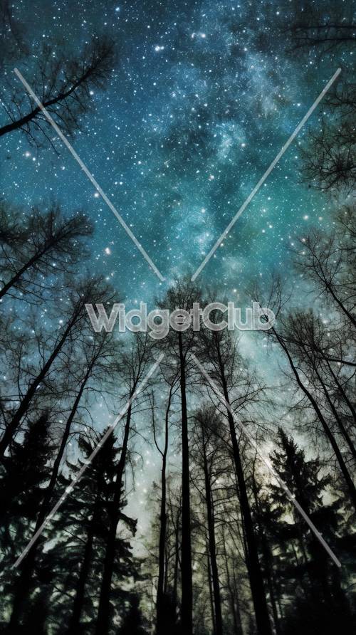 森の木々越しに見る星空