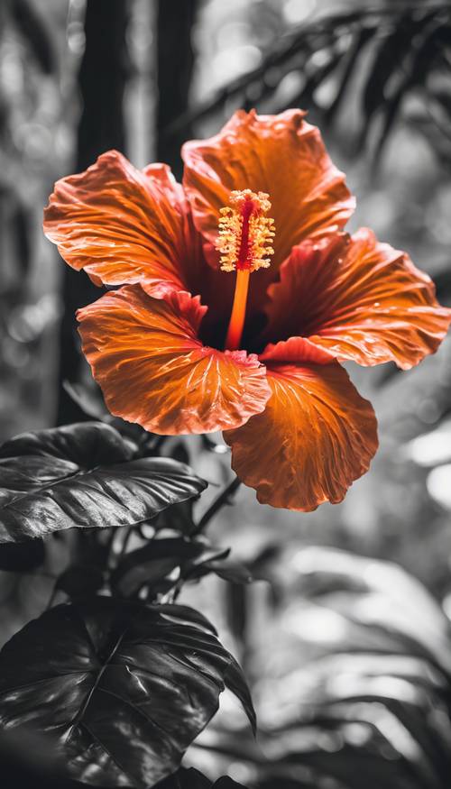Toma macro de un hibisco naranja neón que brilla ferozmente en medio de un fondo de selva tropical en escala de grises, aportando una vibración eléctrica.