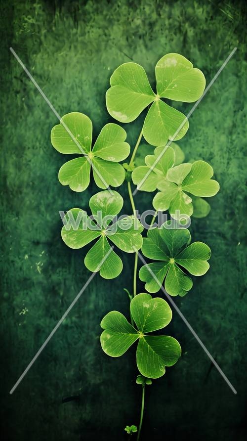 Free 4 Leaf Clover Photos and Vectors