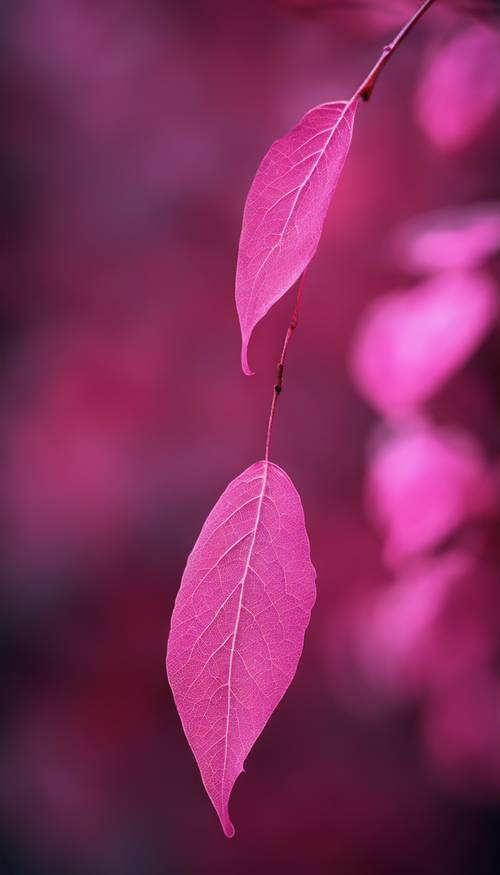 A single, vibrant pink leaf, isolated on a contrasting dark background.