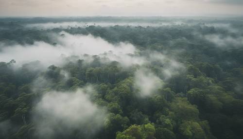 Vista aérea de uma vasta e intocada floresta tropical envolta em névoa matinal.