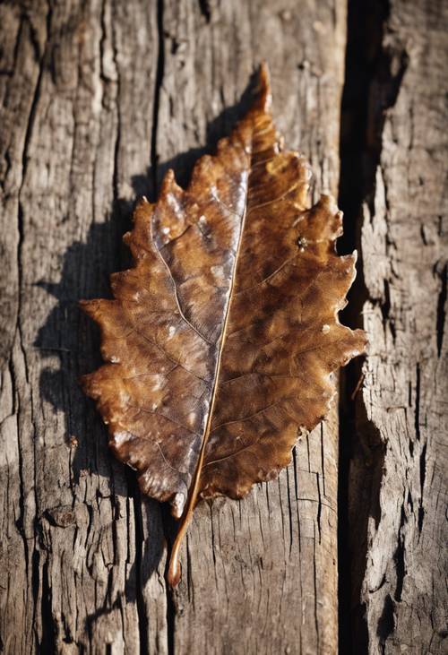 Zbliżenie szeleszczącego, brązowego liścia wykazującego oznaki rozkładu, spoczywającego na postarzanym drewnie.