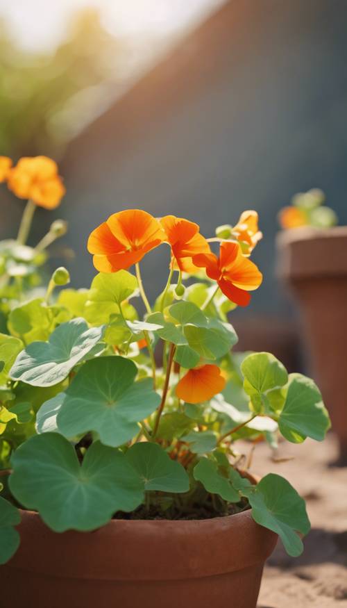 A vibrant, healthy nasturtium plant growing in a clay pot during spring afternoon.