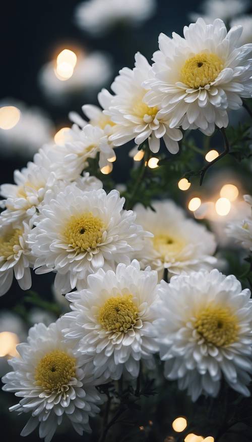 A branch of white Chrysanthemums shimmering under the soft glow of moonlight.