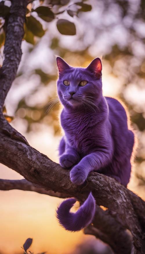 Seekor kucing ungu bersantai di dahan pohon yang tinggi saat matahari terbenam yang indah.