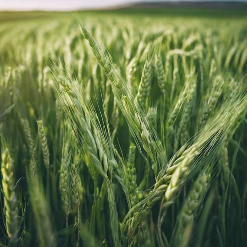 農田裡年輕、淺綠色的小麥的早春景觀。