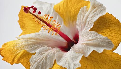 A modern minimalist close-up depicting the vivid geometry and texture of a yellow hibiscus stamen against a crisp white background.