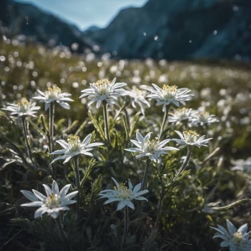An alpine meadow filled with edelweiss glowing in the moonlight.