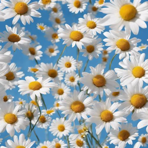 在清澈的藍天下，雛菊田野上有白色的花瓣和金色的心。