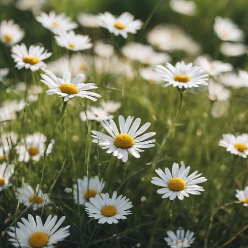 ภาพระยะใกล้ของหญ้าเบอร์มิวดาที่มีดอกเดซี่สีขาวสวยงามกระจายอยู่ทั่วไปภายใต้วันที่มีแสงแดดสดใส