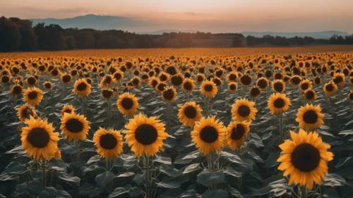 Un campo de girasoles al anochecer, que muestra el final de su temporada de floración en septiembre.