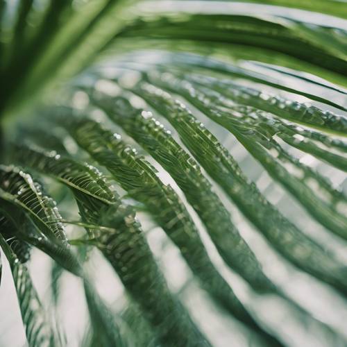 A close up of a captivating spiral pattern of a young, unfurling palm leaf.