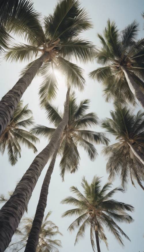 正午时分，一群雄伟的白色棕榈树在热带微风中摇曳