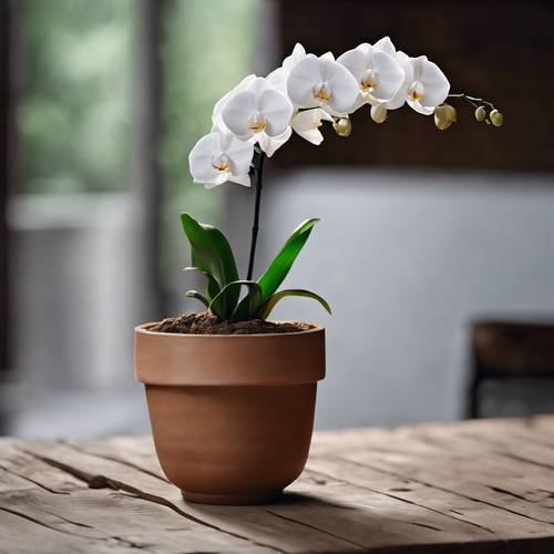 Uma única orquídea branca em um vaso de barro colocado sobre uma mesa de madeira rústica.