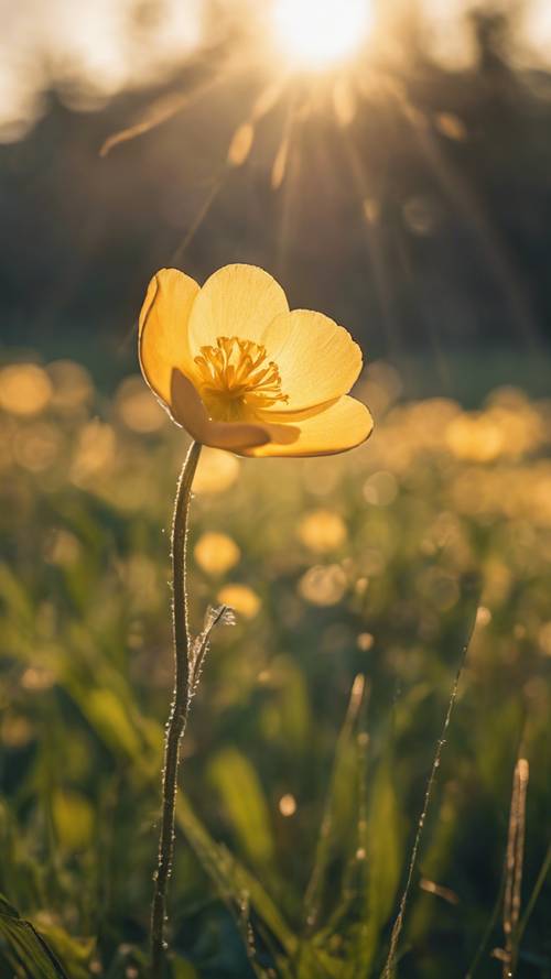 Una flor de ranúnculo mirando hacia el sol durante el amanecer.