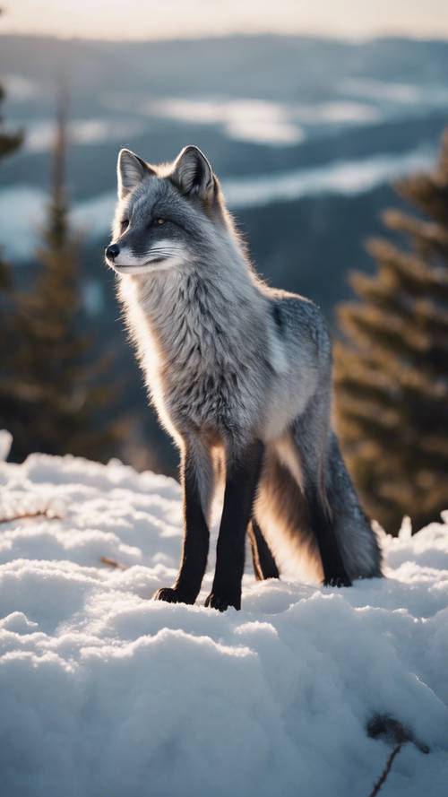 A regal adult silver fox standing majestically on top of a snowy peak, looking outward at a landscape shimmering in moonlight.