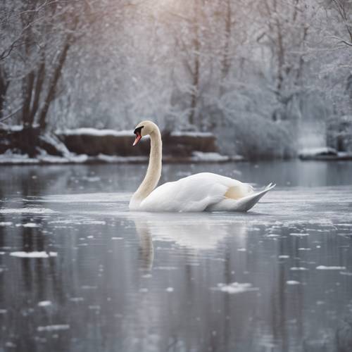 An elegant white swan floating on a tranquil lake, bordered by snowy banks.