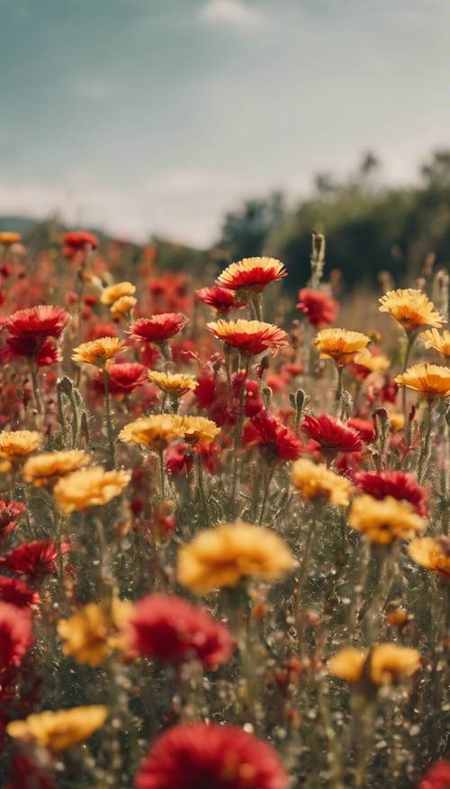 Ein leuchtendes Feld aus roten und gelben mexikanischen Blumen unter einem kristallklaren Sommerhimmel.