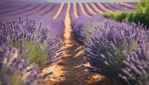 Ein sonniger Tag in der Provence mit blühenden Lavendelfeldern bis zum Horizont