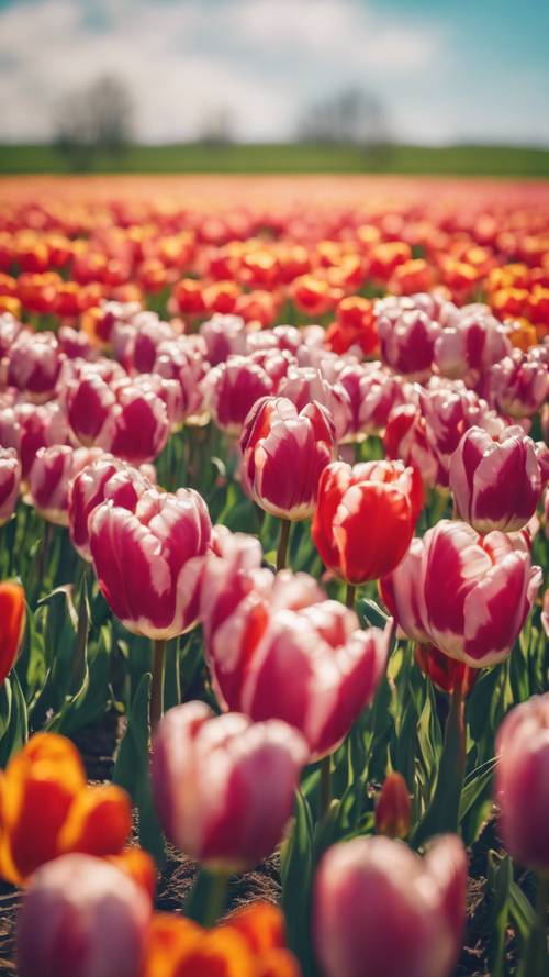 Pole pokryte żywymi tulipanami kołyszącymi się delikatnie pod czystym popołudniowym niebem.