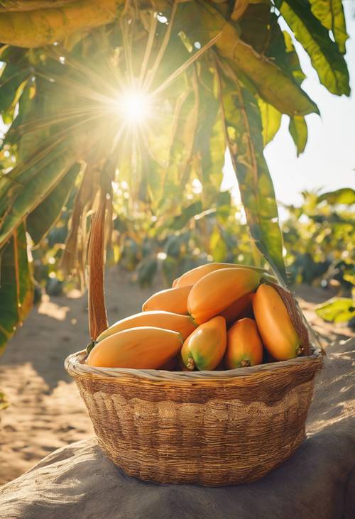 新鲜采摘的木瓜放在编织篮里，沐浴在金色的阳光下。