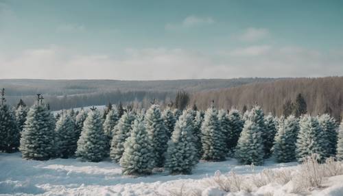 Una rústica granja de árboles de Navidad con variedades de abetos verdes bajo un claro cielo invernal.