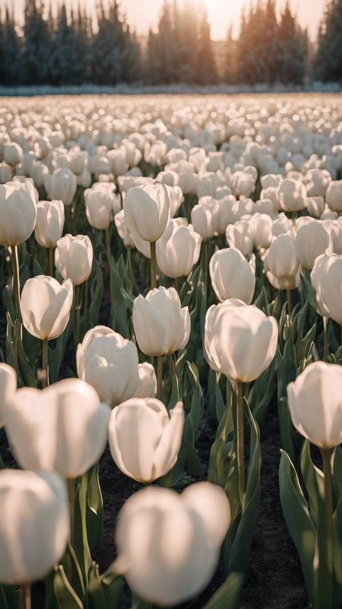 An endless field of white textured tulips under the gentle light of sunrise.