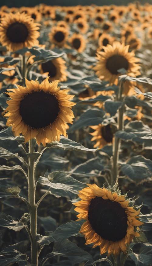 Ein Feld schwarzer Sonnenblumen im hellen Tageslicht.
