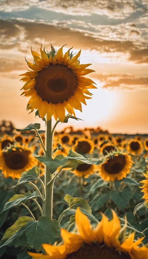 A field of blooming yellow sunflowers with a big orange sun in the backdrop. Tapet [4d6b423bd4454d5285e4]