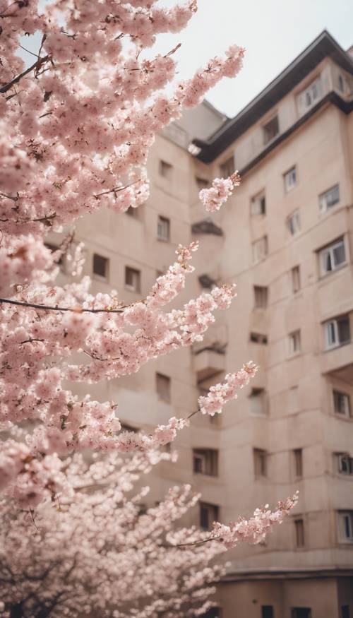 一棵盛开的淡粉色樱花树，背景是一座中性米色的建筑。
