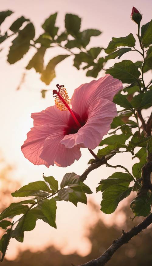 Uma flor de hibisco rosa com botão aberto, empoleirada no galho de uma árvore, sob o brilho do sol poente