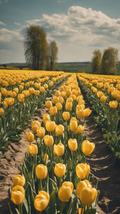 A field of yellow tulips brushing against the calm, spring breeze.