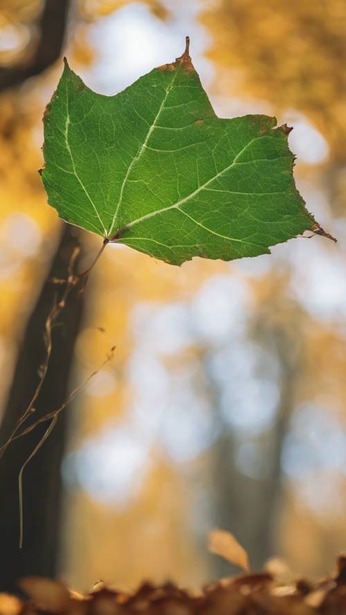 The moment a green leaf detaches from a tree, caught mid-fall with a blurred autumn forest backdrop.