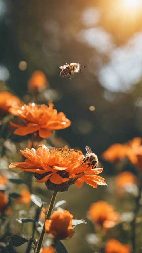 Bunga oranye cerah mekar penuh, dengan lebah sibuk melayang di dekatnya pada hari yang cerah.