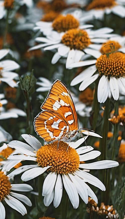 Um close de uma borboleta laranja e branca em uma flor margarida.