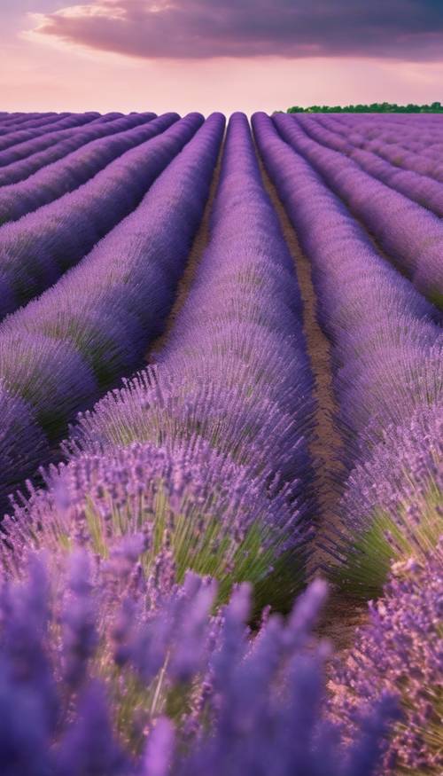 Ladang lavender tak berujung di bawah langit musim panas yang cerah, menghasilkan lanskap kotak-kotak ungu alami.